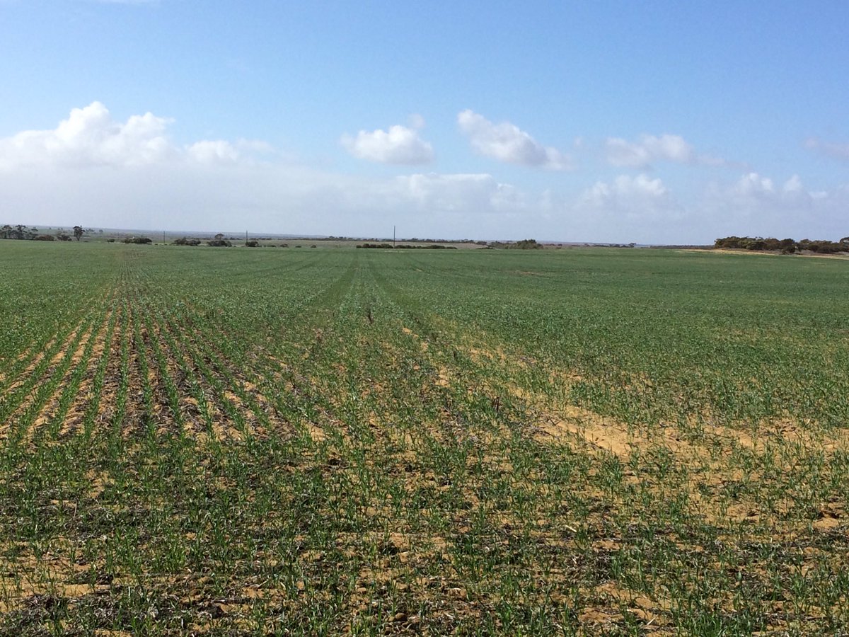 trop_davidj's tweet photo. Deep ripped country starting to show. Can pick where the tynes were removed for spraying and been able to pull the ripper. https://t.co/sgfO0q1CWZ