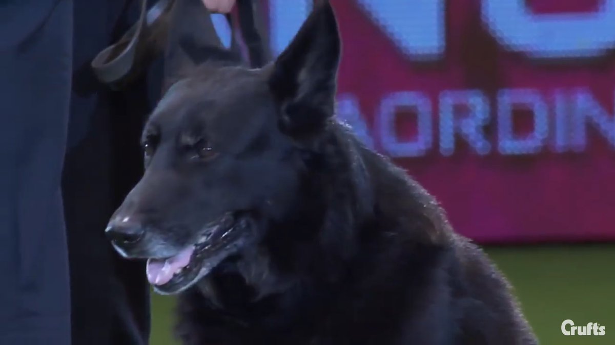 999WAGS's tweet photo. 1/2 Retired PD Omar in 2015 won the Crufts Police Dog Operational Humanitarian Award. You can watch it on this link https://t.co/EkRXkR9T29 https://t.co/ugkdthwraR