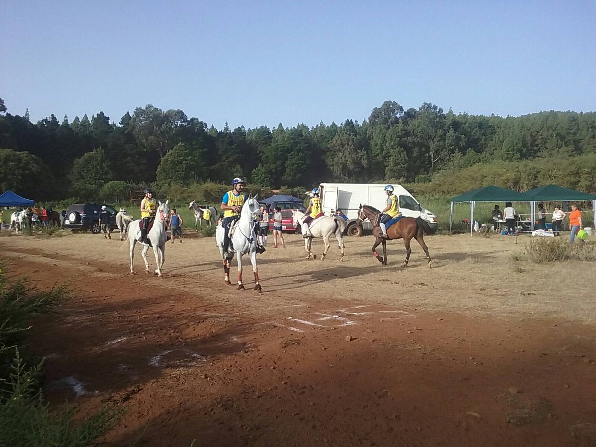 Fed_Can_Hipica's tweet photo. #ResistenciaEcuestre #RaidLasCumbres #Tenerife #LasLagunetas Salida de los corredores de #60in y #40in 🐴👍 #prensaFCH https://t.co/Vh54NiVAJw