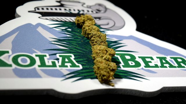 theAgingEnt's tweet photo. Kola Bear #Chocolate #Hashberry has a nice rich chocolate earthy smell with a hint of spice. https://t.co/UQbvhkurna #smokeweedeveryday https://t.co/ca9a7vJD9E