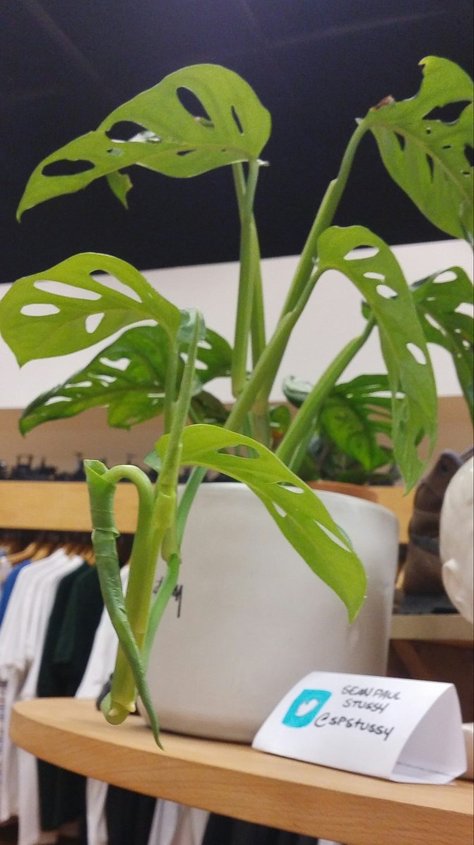 SPStussy's tweet photo. Growing Sux. https://t.co/2UteMZQRmS