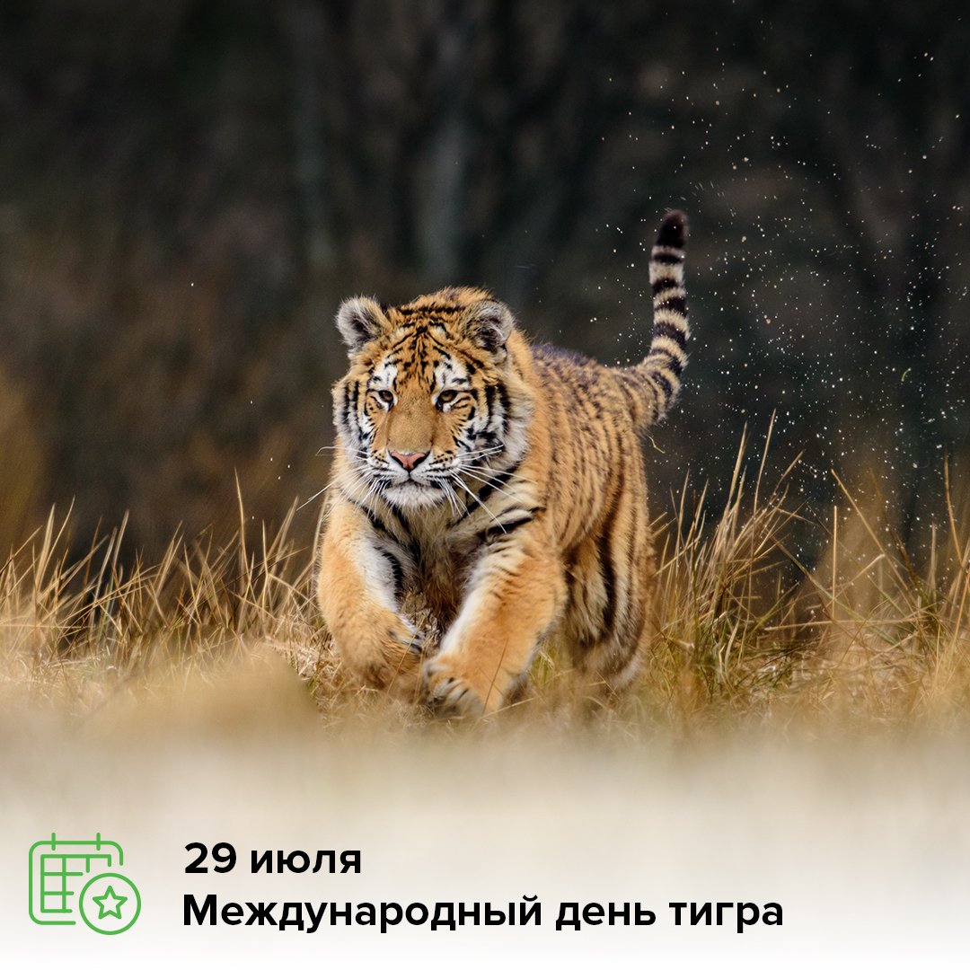 Открытку америку, тигр открытка фото