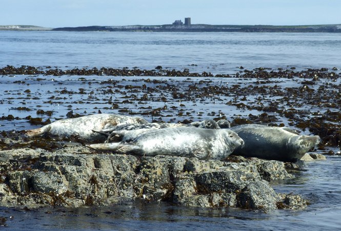ShielGeorge's tweet photo. Good Morning! @Nikster66 @NTFarneIslands @_Breakwater @SeahousesGolf @LoveSeahouses @BandTGP @TheGablesDuddo @BamCastleInn @LancasterJane13 https://t.co/x7dLci1OM9