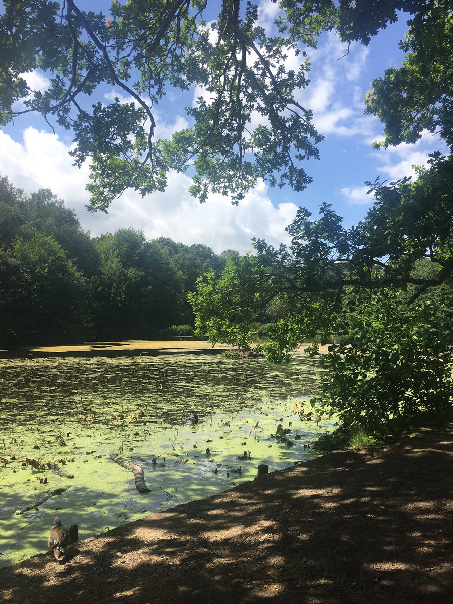 nickcropp's tweet photo. Wimbledon common #crocodile https://t.co/xjauw7DHMN