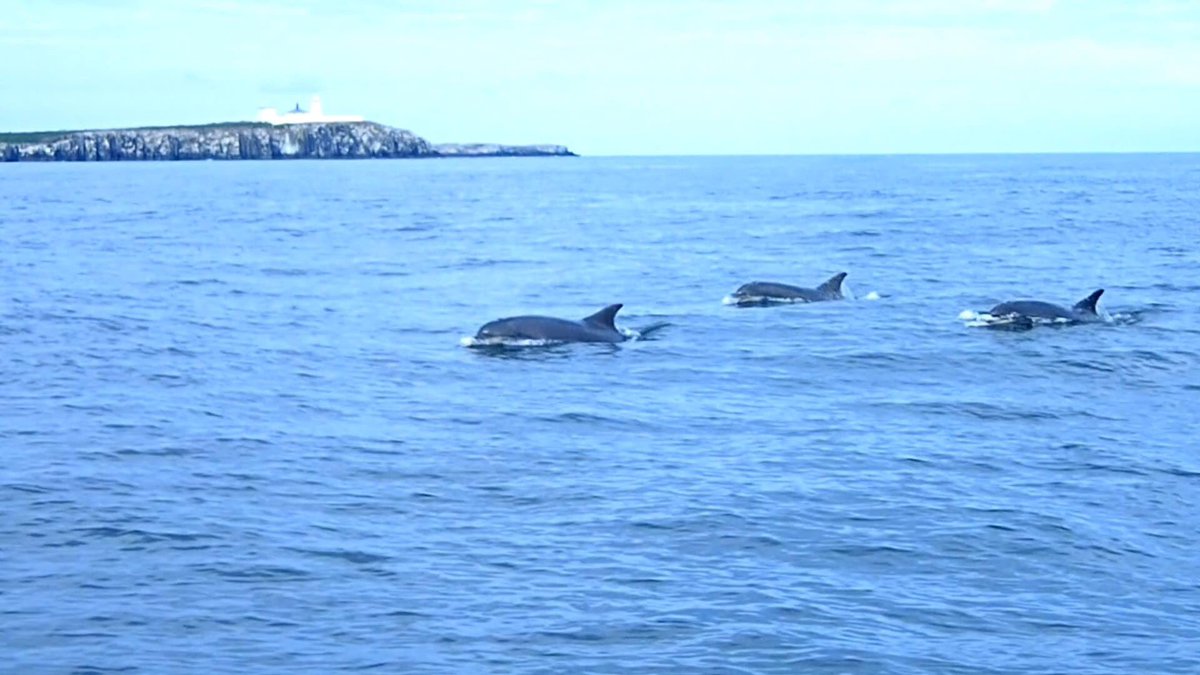 LancasterJane13's tweet photo. Lovely morning on @NTNorthd_Coast to visit @NTFarneIslands. I'm looking for dolphins off the mainland today(my pics) https://t.co/73eQ0sYZe1