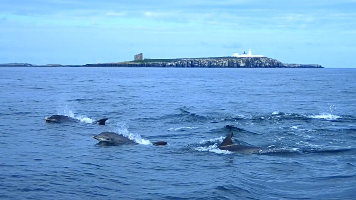 LancasterJane13's tweet photo. Lovely morning on @NTNorthd_Coast to visit @NTFarneIslands. I'm looking for dolphins off the mainland today(my pics) https://t.co/73eQ0sYZe1