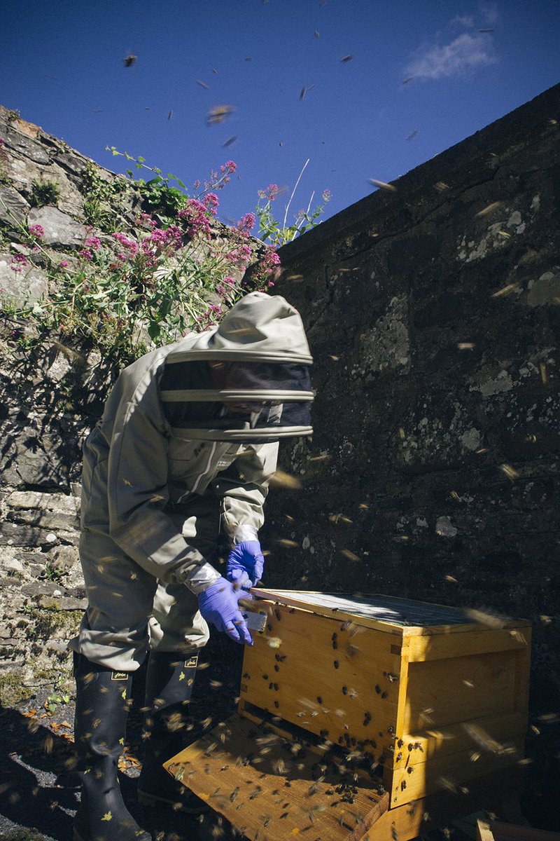 caltunney's tweet photo. New post https://t.co/41Kou8w9hs from my visit with Emma &amp; David at Rowallane @NationalTrustNI @ulsterbees #bees #beekeeper #savethebees https://t.co/EMT5rEBFUT
