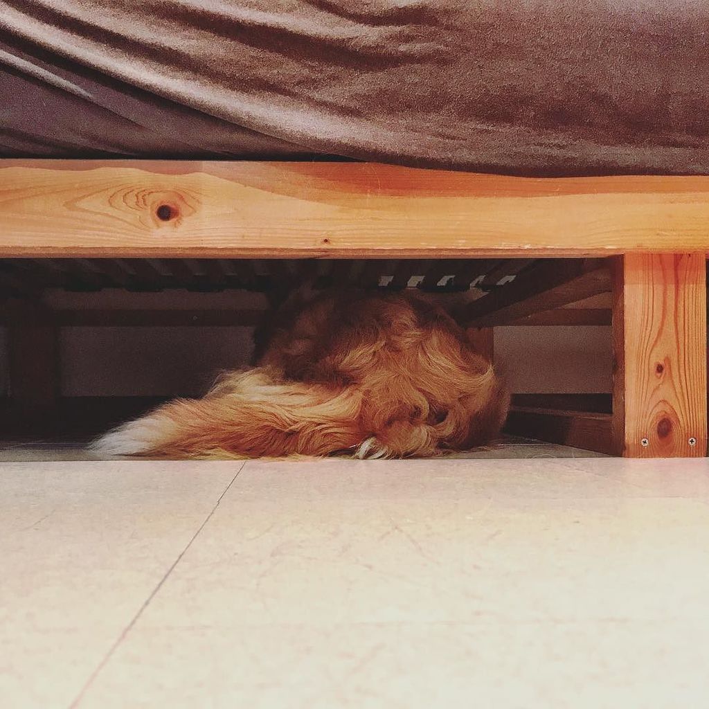 nobu_halo's tweet photo. Hiding from Thunderstorm&Fireworks...😰
ゲリラ雷雨と打ち上げ予定の花火が怖くて隠れております……🐶
#ボーダーコリー #bordercollie #bordercollies #siberi… https://t.co/xyJFpInxHh https://t.co/QsSY3Cug1Z