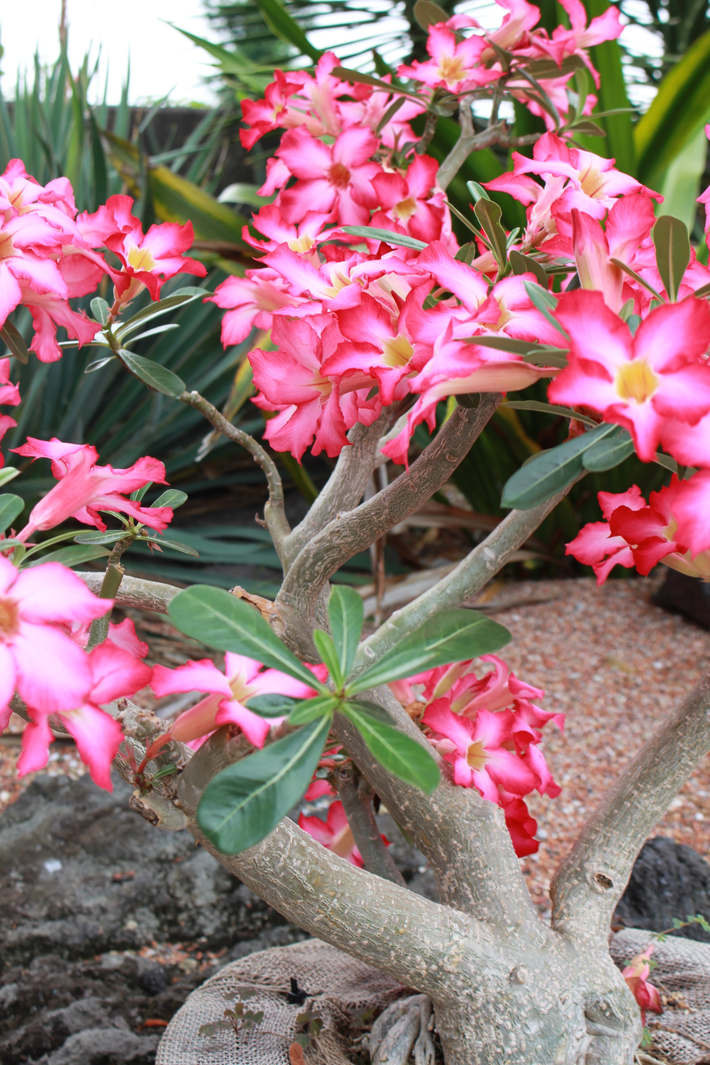 咲くやこの花館 砂漠のバラ との別名をもつ アデニウム オベスム 艶やかな赤から白へのグラデーションが美しい花も見応え抜群ですが 一番の特徴はぷっくりふくらんだ茎の部分 こうして水分をたくわえておくことで 雨の少ない土地でも生きることが