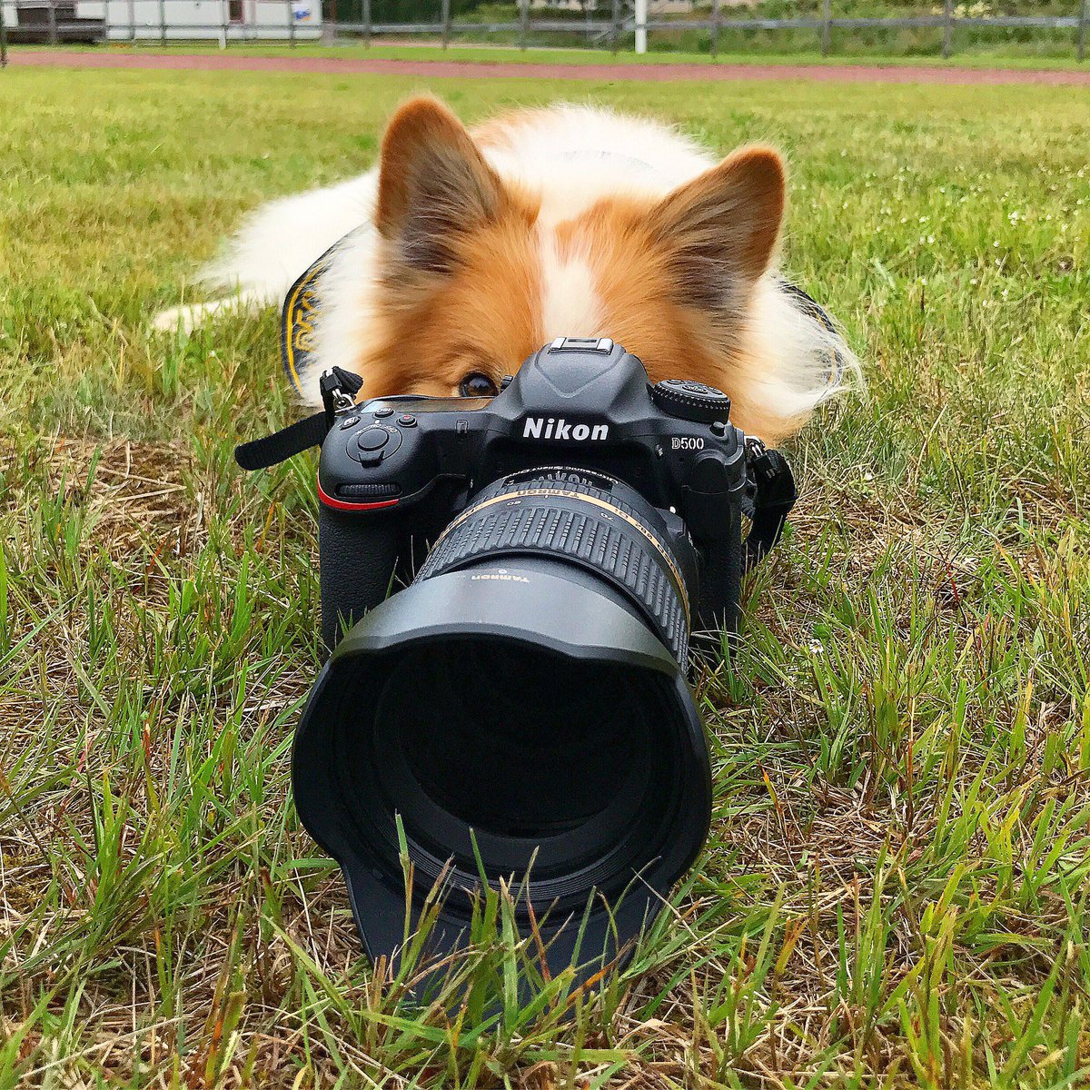 Wahlgren_80's tweet photo. Optimus är taggad! Batterierna laddade, kamerorna putsade😍📸🐶 #ocrrace #ocrlopp #ocrfoto #maddegfoto #fotomoije #mudlifeocr #älvdalen https://t.co/1piFoebvUa