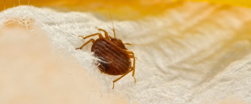 ItsPestControl's tweet image. Bed Bug Control &amp;amp; Eradication - owl.li/sI4Z30dYo3S
