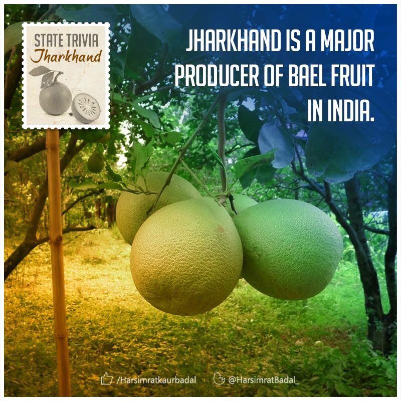 HarsimratBadal_'s tweet photo. Jharkhand is a major producer of wooden apple, a remedy to many diseases. It is also one of the trees that purifies climate. #StateTrivia https://t.co/AwCVi8hyXK
