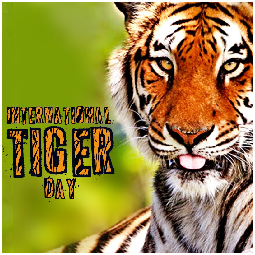 SrBachchan's tweet photo. T 2500 - International Tigers Day !! the population of tigers grows substantially since we started the campaign !! https://t.co/bQd7C4SjuG