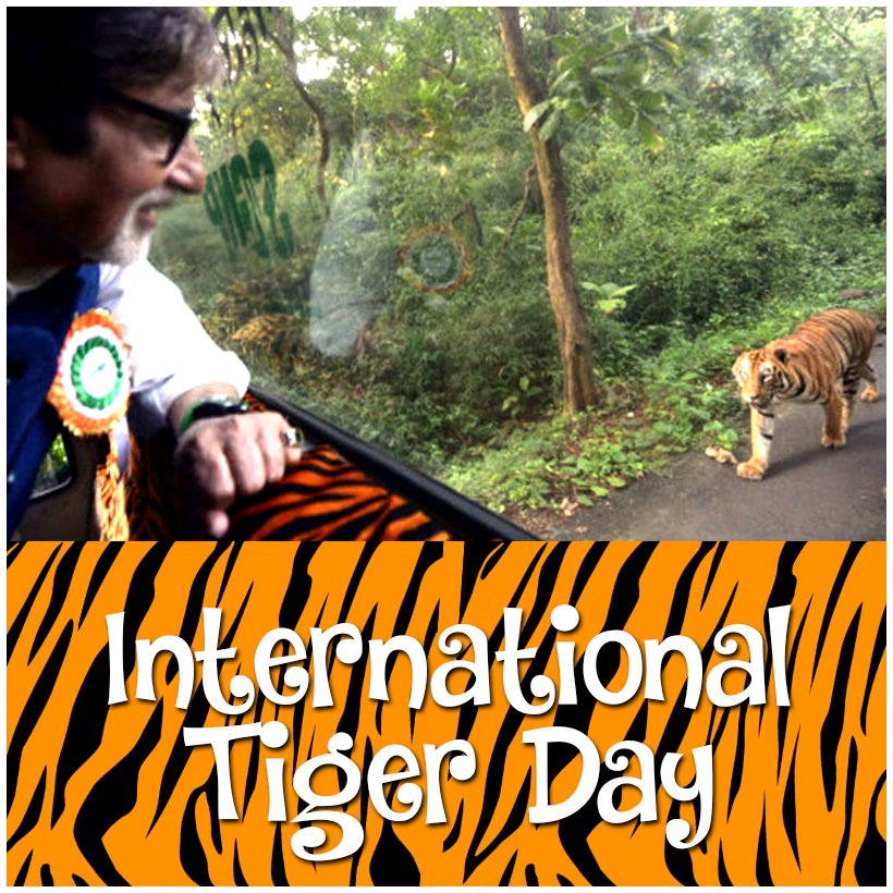 SrBachchan's tweet photo. T 2500 - International Tigers Day !! the population of tigers grows substantially since we started the campaign !! https://t.co/bQd7C4SjuG