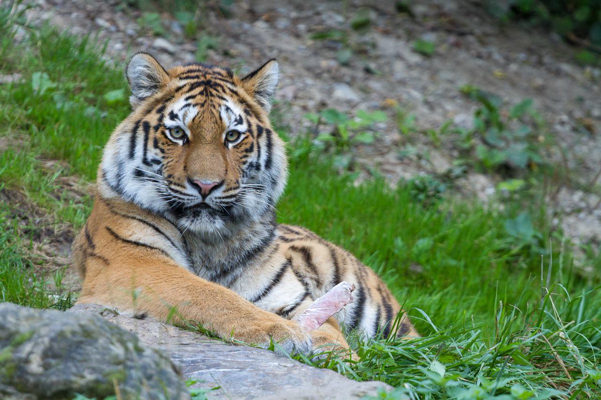 zoozuerich's tweet photo. 🐯 Heute ist Internationaler #Tigertag. Im #zoozuerich machen wir deshalb um 11:15 Uhr eine Tierpräsentation beim Amurtiger. Bist du dabei? https://t.co/44EdjXAgHo