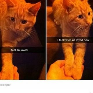 #smrodcats #cat #funny #cute #catmeme #catmemes #cats  #catproblems #catlife #catlover #catsrule