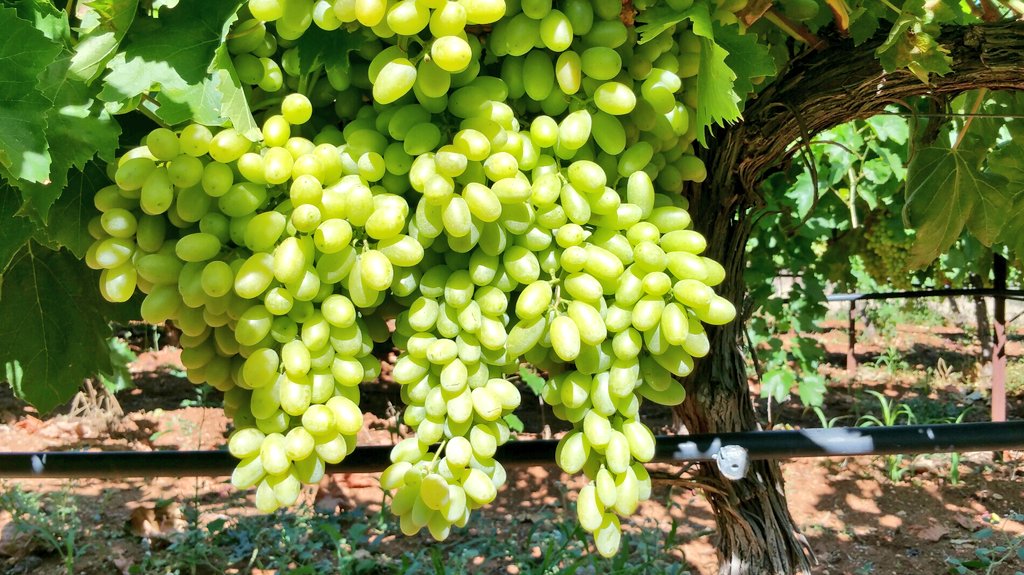 OraServices's tweet photo. Visit to Soultanina grapes vineyards in Korinthia,Greece evaluating the Estimulante product of @StollerEurope @AngelosORA @TroposBrands https://t.co/6YAPqmo7IZ