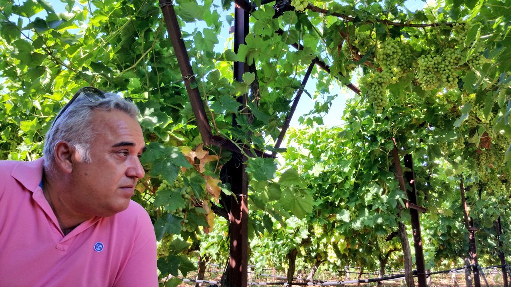 OraServices's tweet photo. Visit to Soultanina grapes vineyards in Korinthia,Greece evaluating the Estimulante product of @StollerEurope @AngelosORA @TroposBrands https://t.co/6YAPqmo7IZ