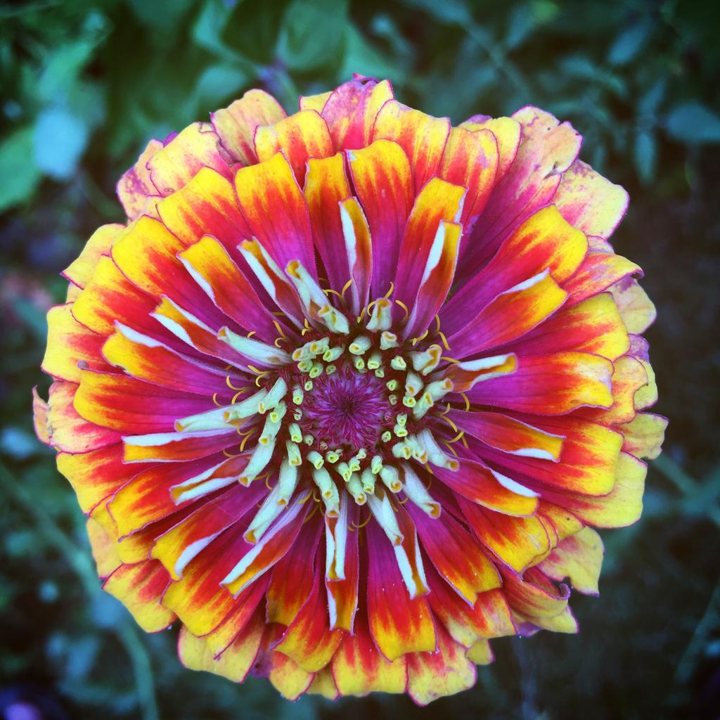 ForesInMyGarden's tweet photo. Check out my zinnia https://t.co/xJ2QGsujRu