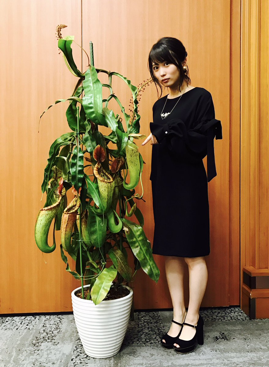 志田未来スタッフ 公式 今夜23時40分 放送の フジテレビ 系 擬人化トークショー モノローグ おぎやはぎの熱帯夜 ぜひ ご覧ください 昨日の制作発表で サプライズプレゼントしてもらった 巨大ウツボカズラと 志田未来 と 同じ大きさという ど