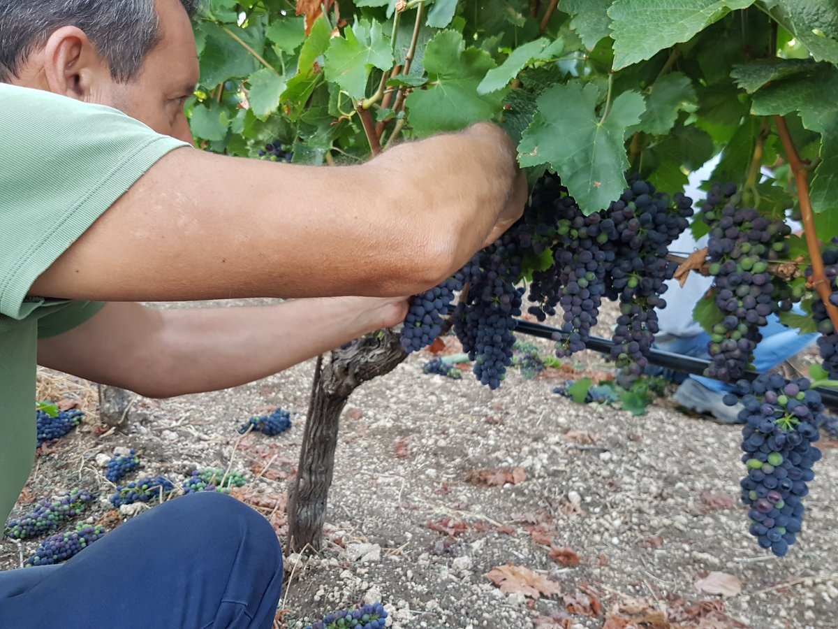 Giuseppe1979D's tweet photo. Grappoli di #Syrah #feudobutera #Sicilia #Sicily  a fine #invaiatura dopo diradamento @zonin1821 https://t.co/nNLDqT7UeX