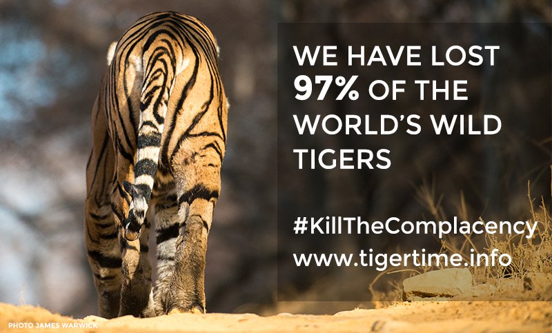 It's #WorldTigerDay Please help <a href="/TigerTimeNow/">TigerTime</a> raise awareness for wild tigers #KillTheComplacency and #RTfortigers tigertime.info