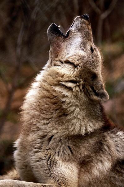 Wiki_Lobos's tweet image. 