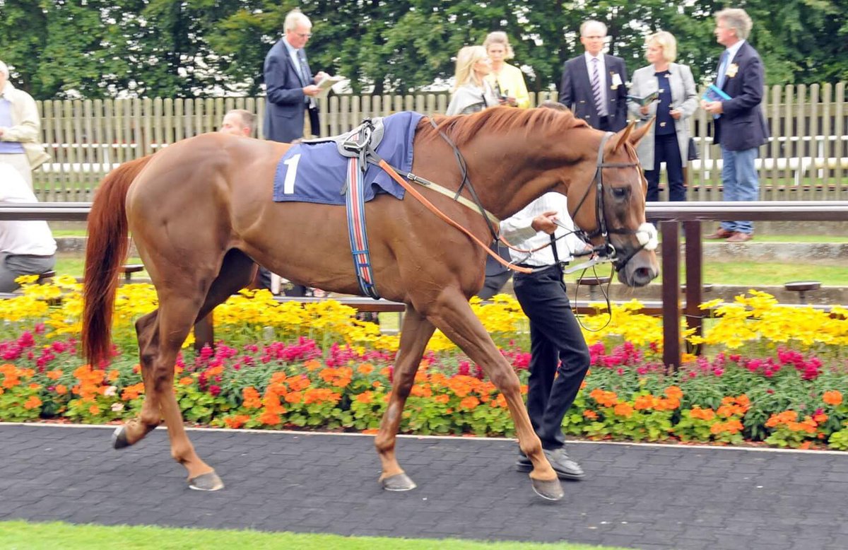 Not beaten far by some smart Godolphin colts last night <a href="/NewmarketRace/">Newmarket Racecourse</a> on her second start, Tinker Tailor looks to have a bright future!