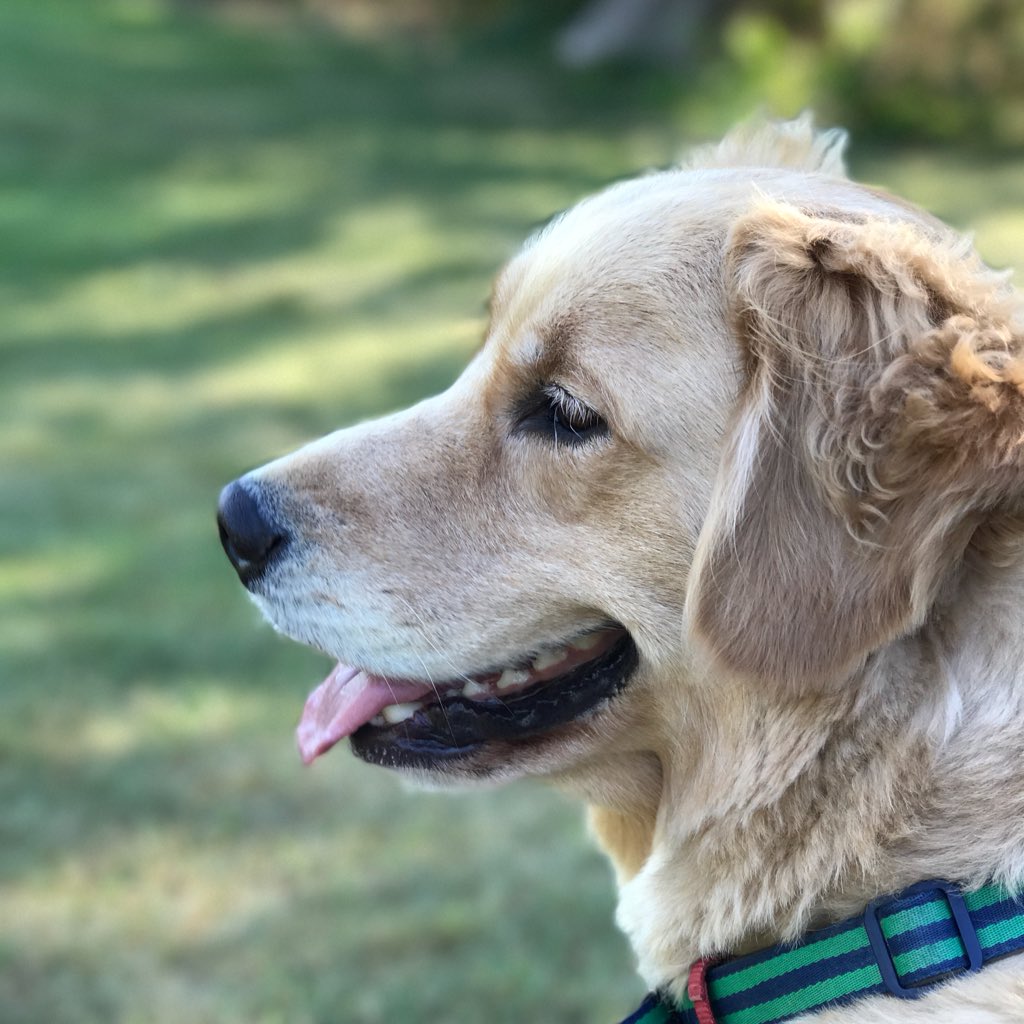GusTheGolden's tweet photo. #NewProfilePic https://t.co/MkClkoLnLV
