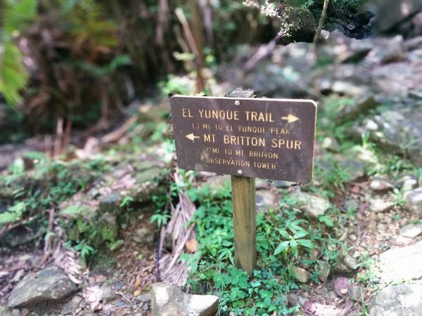 Wanna hike in a Puerto Rican rain forest? hikeformentalhealth.org/hike-with-mari…  #puertorico