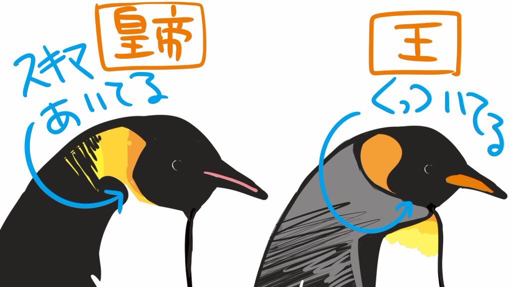 皇帝ペンギンのペンペン A Twitter 皇帝ペンギンと王様ペンギンの見分け方 サイズも違うけど首回りの柄が違うのです コウテイペンギン 生物 豆知識 オウサマペンギン 雑学