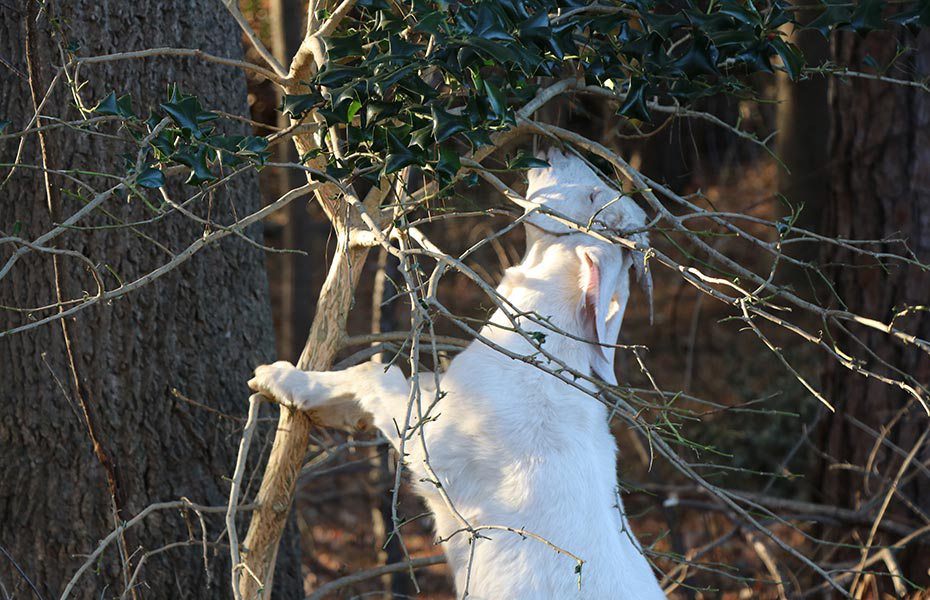 TheChambleePost's tweet photo. Goats returning to Brookhaven parks https://t.co/ADk4ptPrY9 https://t.co/LkwPsTzYq8