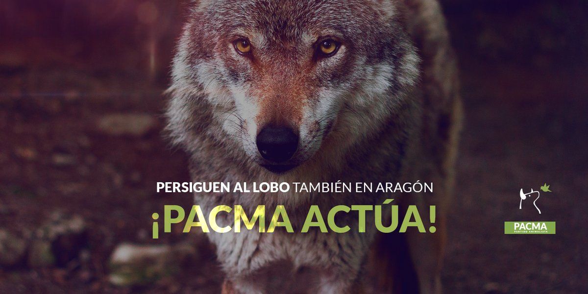 PartidoPACMA's tweet photo. 🐺 Reclamamos el fin de la caza como garantía para que el lobo ibérico no deba desplazarse ante la falta de alimento. https://t.co/CiC1bGji24 https://t.co/BzgmFzfPNw