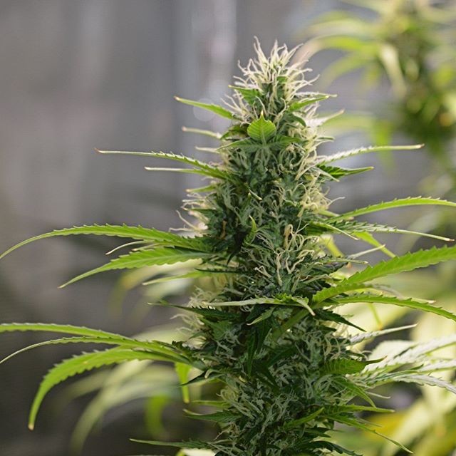 spliffseeds's tweet photo. White Widow Autoflower from Spliff Seeds week 9 #weedporn #budmasterled #hps #spliffseeds 📷: @barney.green.71 https://t.co/50tsNKYOS2 https://t.co/iIOfF8ASOW