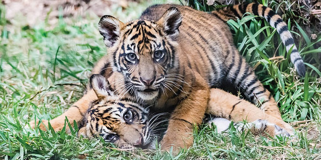 zoos_aquariums's tweet image. Want to teach your #classroom about Tigers? Use our #EducatorsGuide! bit.ly/2eQAluK #GlobalTigerDay