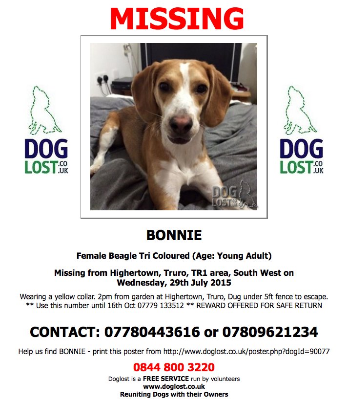 #LOST BONNIE MISSING 2 YEARS TODAY!  Female #Beagle #Highertown #Truro #TR1 #Lostdog #ScanMe  doglost.co.uk/dog-blog.php?d…