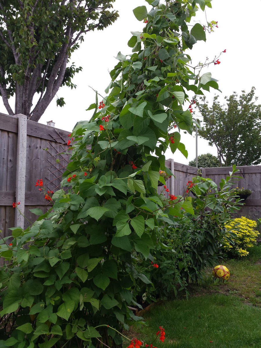 TinaHelmeGlobal's tweet photo. #Runnerbeans #leaningtowerofpizza #weather #wigwam #willitfall #Saturdaymorning  #summer #TinaHelme #portsmouthnews #newyorktimes #Kayburley https://t.co/YJNO8Btwe2