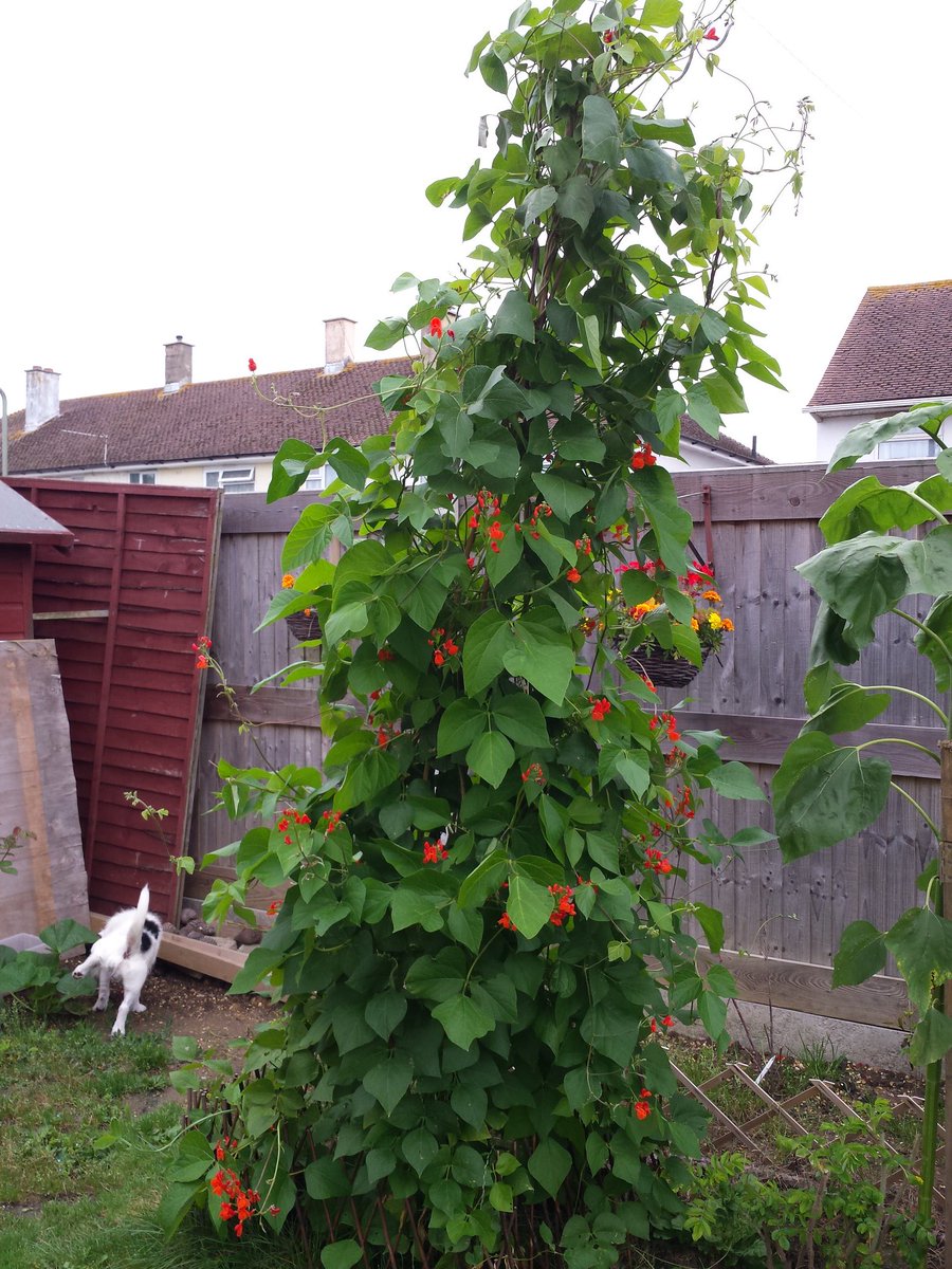 TinaHelmeGlobal's tweet photo. #Runnerbeans #leaningtowerofpizza #weather #wigwam #willitfall #Saturdaymorning  #summer #TinaHelme #portsmouthnews #newyorktimes #Kayburley https://t.co/YJNO8Btwe2