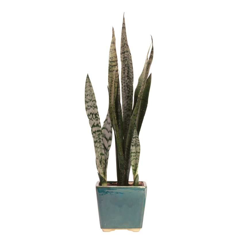 ELLEDecoUK's tweet photo. Air-purifying plants are everywhere right now, but which ones work best? Find out here: https://t.co/WW89CdsxJn https://t.co/u0z6nGY88r