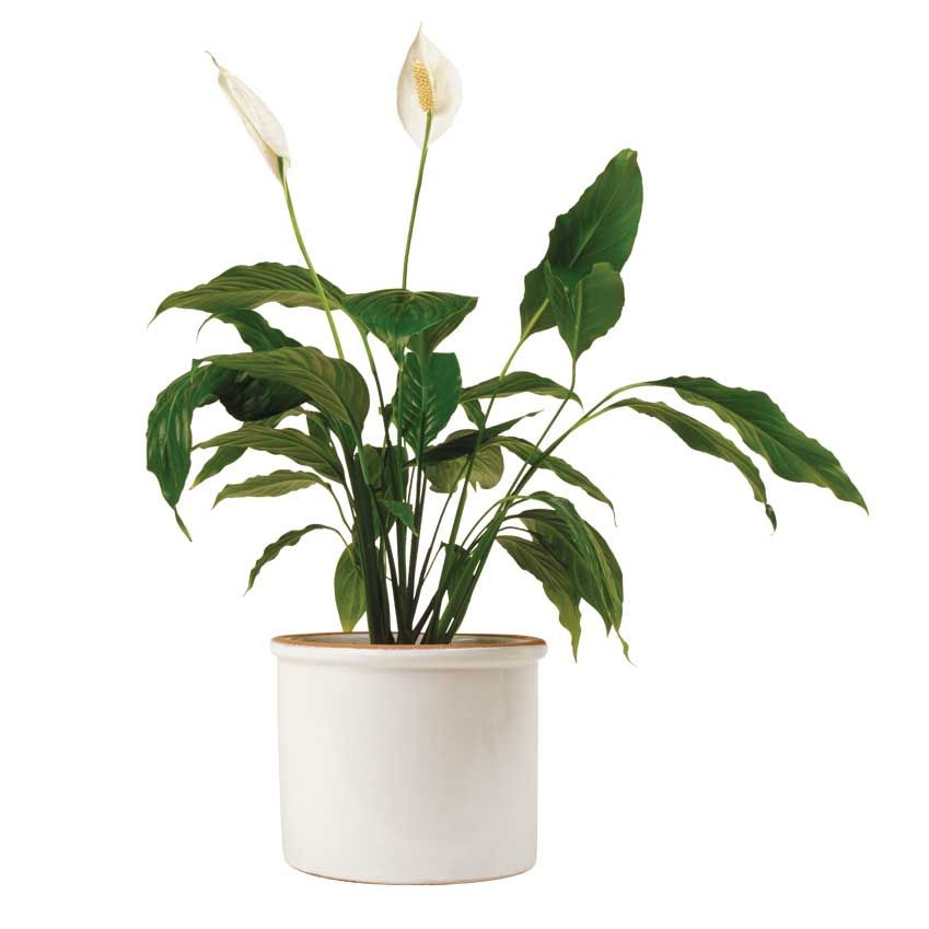 ELLEDecoUK's tweet photo. Air-purifying plants are everywhere right now, but which ones work best? Find out here: https://t.co/WW89CdsxJn https://t.co/u0z6nGY88r