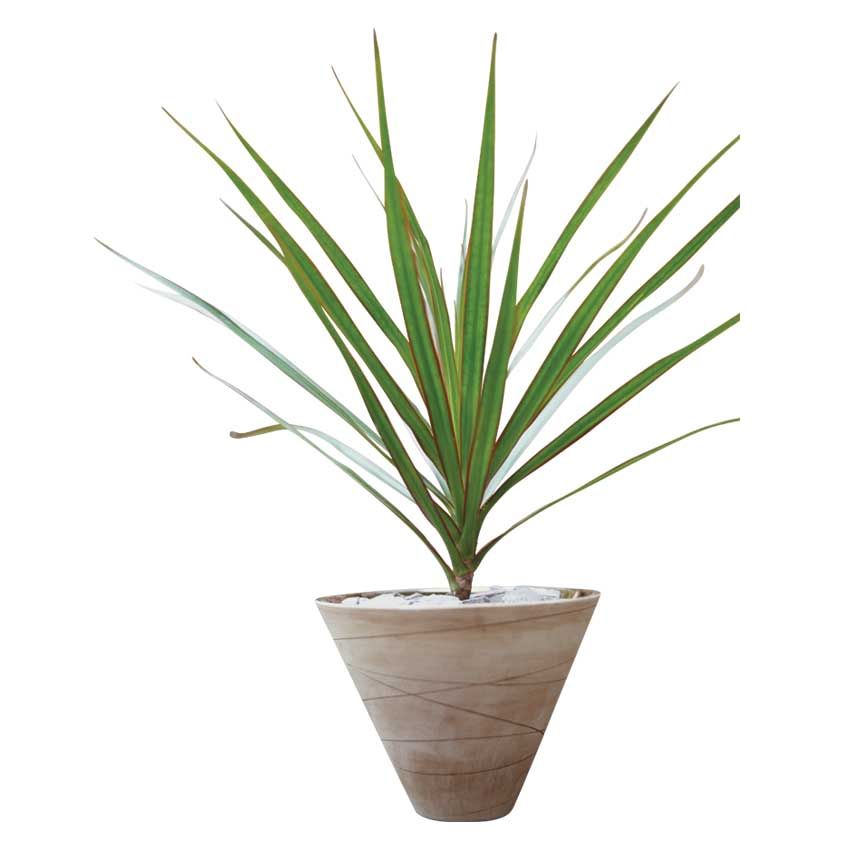 ELLEDecoUK's tweet photo. Air-purifying plants are everywhere right now, but which ones work best? Find out here: https://t.co/WW89CdsxJn https://t.co/u0z6nGY88r