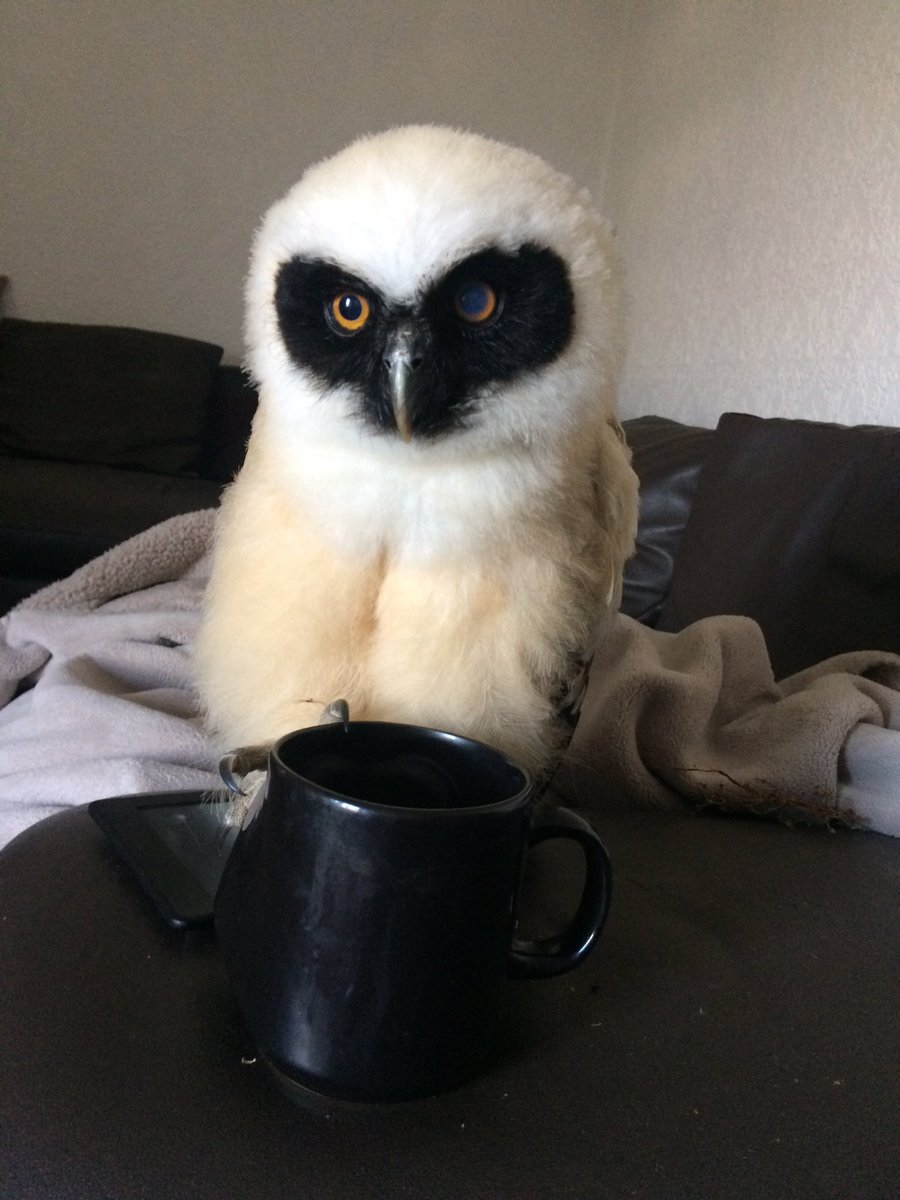 secretowlgarden's tweet photo. Rafiki has had his morning tea and is ready to welcome you all  #Pembrokeshire #Wales #Owls #flyingowls #findtheowls #familyfun https://t.co/9TrIIFt1xi