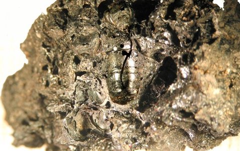 Grapevine honey: The Etruscans Were Expert Beekeepers, Ancient Honeycombs Suggest ow.ly/A3CT30e0pXq  <a href="/Archaeorama/">Rossella Lorenzi</a> <a href="/LiveScience/">Live Science</a>