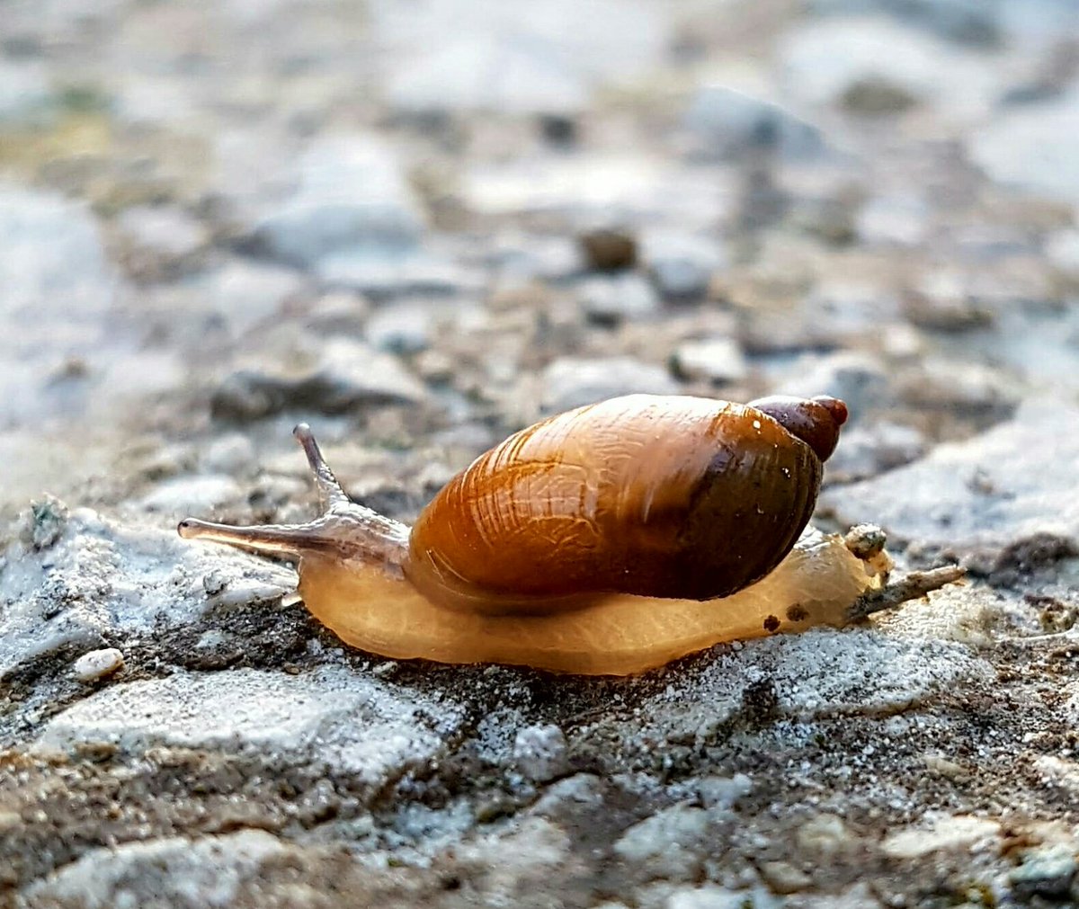 paulasykes1971's tweet photo. #ambersnail https://t.co/0ph4SysDUm