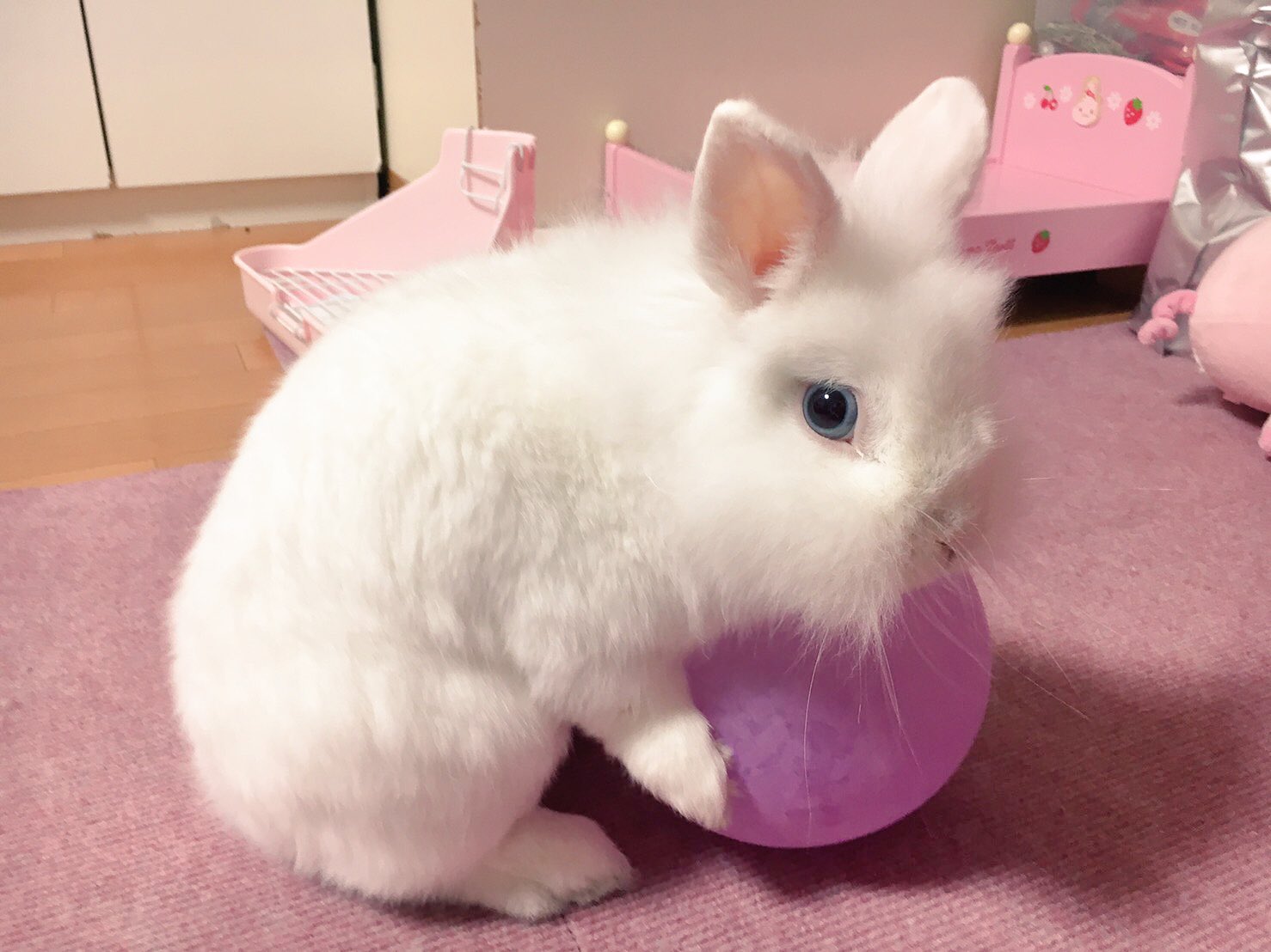 もこもこもこちゃんうさぎさん現在品 えっくすきゅーと ひだまりのどうぶつたち♪もこもこうさぎさん