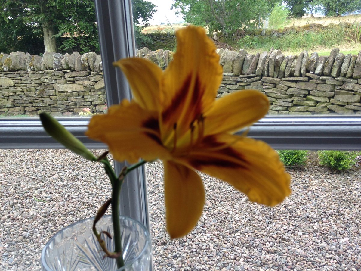 Bouvrage's tweet photo. This is THE day of this day lily #LifeSoShort https://t.co/phuHZyxyaZ