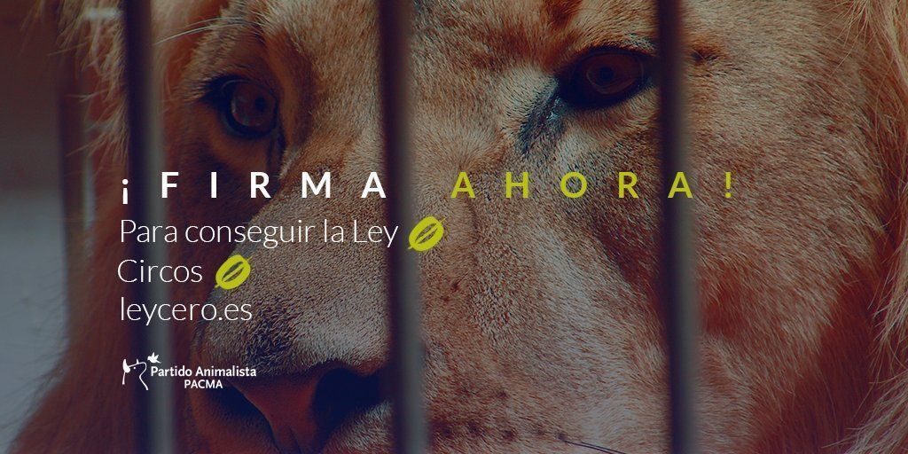 PartidoPACMA's tweet photo. Su hogar no está en una jaula. #DíaDelTigre 🐯

👉 ¡Ayúdanos a que los zoos formen parte del pasado! ¡Firma! https://t.co/jbeMJpolaA https://t.co/9cRbFSq0PE