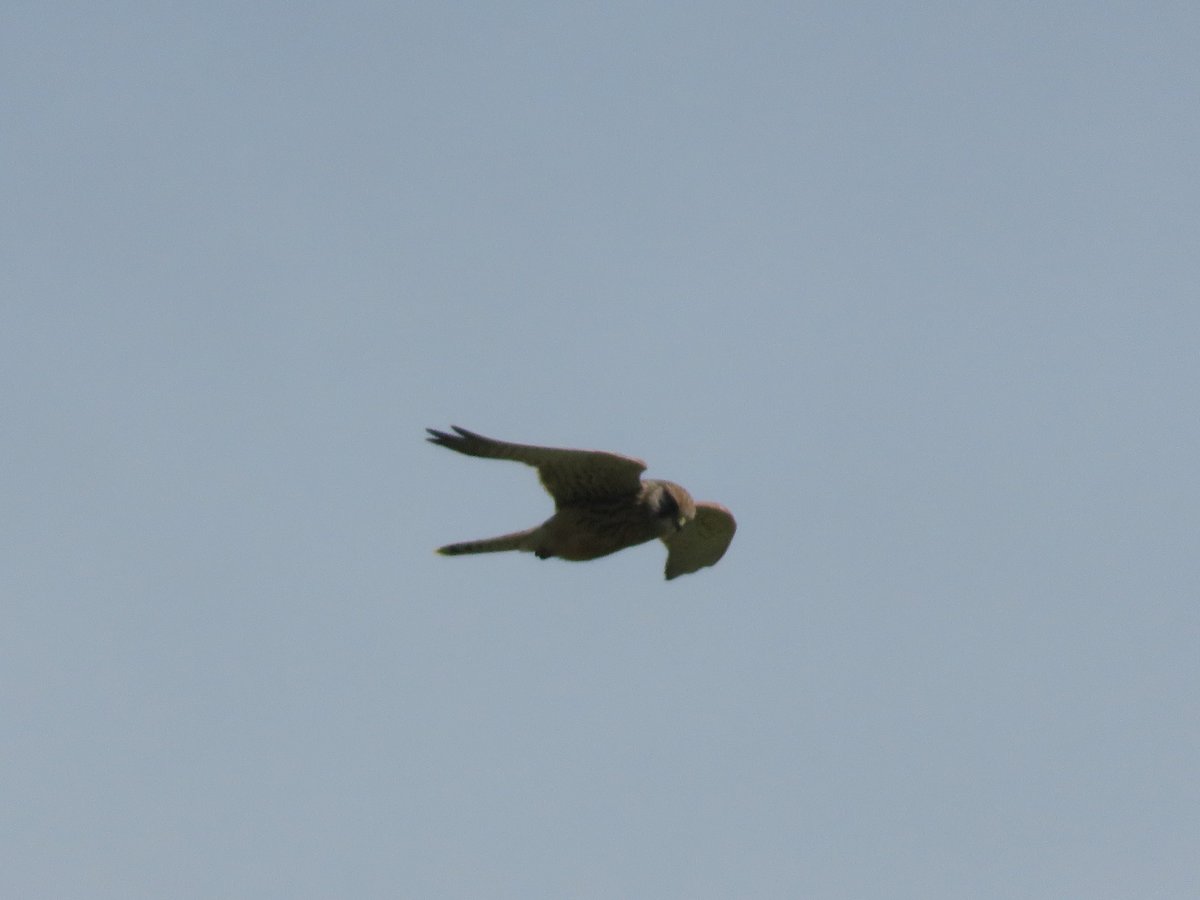 AlasdairGordon1's tweet photo. .@NorthCornwallNT @CornwallNature @RSPBSouthWest @NE_DCIoS @SWCoastPath
Plenty of #estrels on the way to #PentirePoint #raptors #birds https://t.co/ICbHHCU0du
