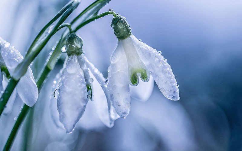 Twitter पर 希望の花言葉 スノードロップ エデンの園を追われて悲しむアダムとイヴを慰めるために 天使が降っていた雪をスノードロップの花に変えたというエピソードが存在します 死を象徴とする花とする地方もあり 悲しい花言葉が多いですが 前向きな花言葉