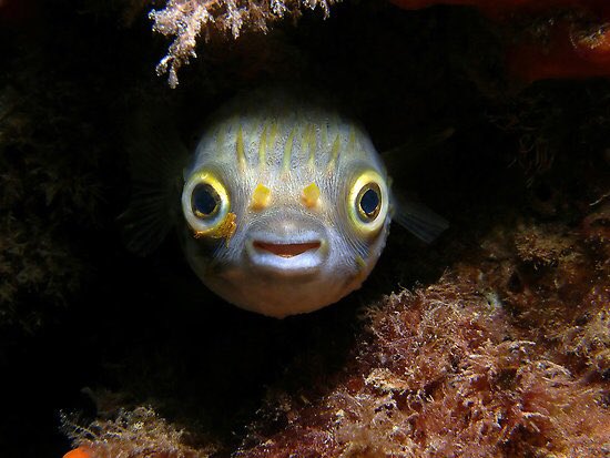 salutations my friends!!!!! i believe in you!!!!!